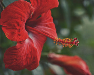 Il fiore di ibisco utilizzato per dare il colore intenso del gin rosso Selvatiq