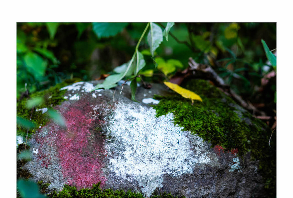 La natura è la nostra guida