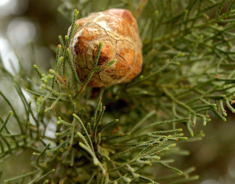 Frutti di cipresso selvatico per distillato Selvatiq gin Apulia 