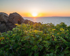 le foglie di fico per Selvatiq soda Mediterranean Coast